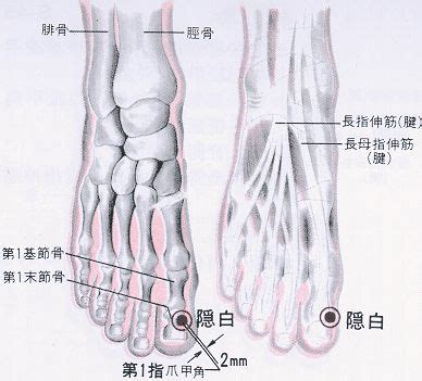 隱白穴控制長壽基因|醫砭 » 經穴庫 » 隱白